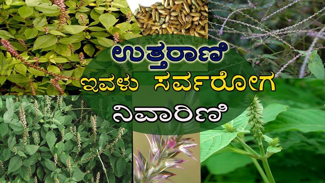 Medicinal Plants In Kannada